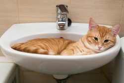 Seven weird cat behaviours, decoded with expert insights