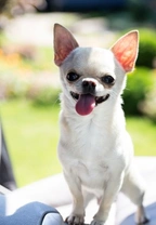 Help! My Chihuahua is a Tiny Terror: Gentle Training Tips