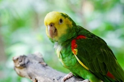 Common Illnesses in Amazon Parrots: Symptoms & Care Guide