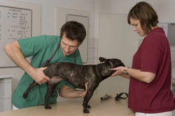 Hip dislocation in dogs: causes, symptoms & treatment