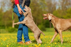 Five easy steps to train your dog not to jump up