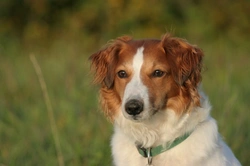 Kromfohrlander Dog: Temperament, Care & Family Guide