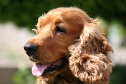 Essential Grooming Tools for a Cocker Spaniel's Coat Care