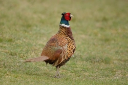 Popular Pheasant Breeds in the UK: Varieties and Care Guide