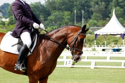 Joining an Equestrian Discipline in 2025: Your Complete Guide