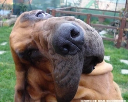 Caratteristiche principali del Cane di St. Hubert