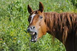 Understanding EOTRH: Impact on Older Horses' Dental Health