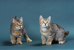 5 Cat Breeds That Take Travelling in Their Stride