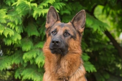 Understanding Domestic Dog Pack Behaviour at Home