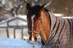 Should Your Horse Wear Rugs Through Autumn and Winter?
