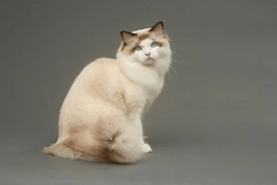 Five universal personality traits of Ragdoll cats