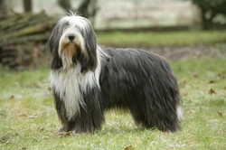 Bearded Collie Health, Longevity & Hereditary Conditions Guide