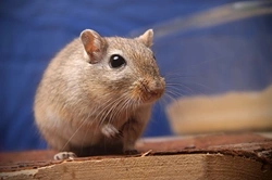 What Can Gerbils Eat? Safe Foods & Treats Guide