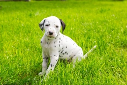 What to Consider When Getting a Dalmatian Puppy