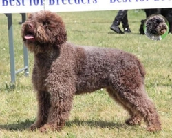 Chi è il Lagotto Romagnolo? Carattere, temperamento e utilità