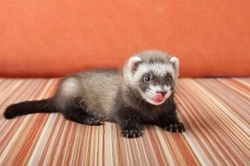 Complete Ferret Health Guide: Recognise & Prevent Key Issues
