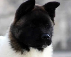 Le cure e il carattere dell'Akita Americano, il grande cane giapponese