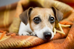 Salmonella Poisoning in Dogs: Symptoms, Treatment & Prevention