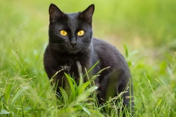 10 Fascinating Facts About Black Cats in the UK