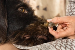 How to Remove Burs, Thistles & Foliage from Dog Fur