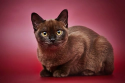10 Things to Know About Burmese Cats Before Buying