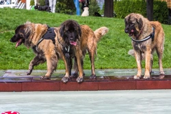Leonbergers and Waterwork: A Complete Guide