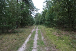 Losloopgebied: Strokelbos route van 5km (rode route) in Harderwijk