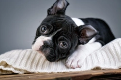 10 Key Things to Know About Boston Terriers Before Buying