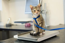 Why You Should Weigh Your Cat Regularly for Their Health