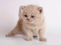 Wobbly Kitten Syndrome: Causes, Diagnosis & Care Guide
