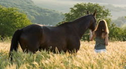 Må bättre genom att umgås med hästar