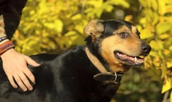 How to Health Check Your Own Dog Monthly