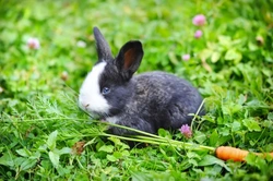 Essential Care for Rabbits: 8 Key Health Tips