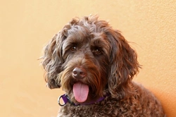 Choosing the Right Mixed Breed or Hybrid Dog for You