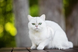 Hypercalcaemia in Cats: Causes, Signs and Treatments