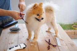 How to care for your dog’s coat when groomers are closed