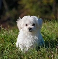 Maltese nano toy: prezzo, colori, caratteristiche e dove trovarlo