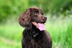 Most Popular Medium-Sized Dog Breeds in the UK: 2019 Guide