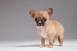 Perros toy felices: Guía esencial de cuidados y vínculo