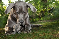 Keeping Chickens and Dogs Together Safely: A Practical Guide