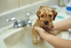 How to Give Your Puppy Their First Bath: Step-by-Step Guide