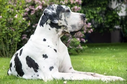 8 Dog Breeds Prone to Developing Cancer: What to Know