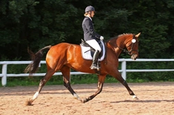 Does Your Sport Horse Really Have a Big Heart? What Science Says