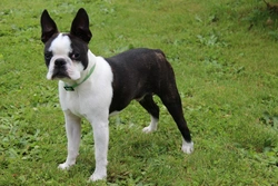 Hereditary Cataracts HC-HSF4 Testing Guide for Dogs