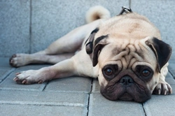 10 Quieter Dog Breeds for a Laid-Back Lifestyle