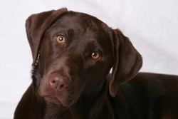 Wat is inteelt? Uitleg en gevolgen voor hondenrassen