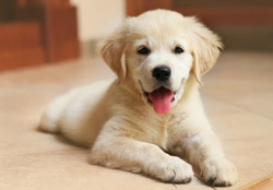5 Puppy Risks & 5 Steps for Responsible UK Puppy Buying 2025