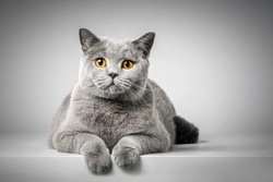 10 Fascinating Facts About British Shorthair Cats