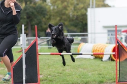 Getting Kids Involved in Dog Handling & Showing: A Complete Guide