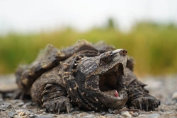 Snapping Turtles: Prehistoric Monsters in Your Aquarium